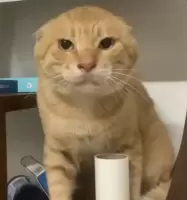 索玛